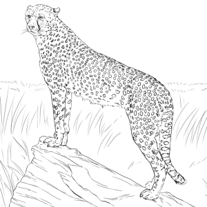 View Photo cheetah-observing-its-prey-coloring-page(1).png