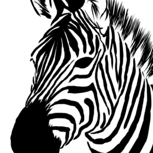View Photo 44407214555fe0c991eef7ba1a5e3164--zebra-face-face-pictures.jpg