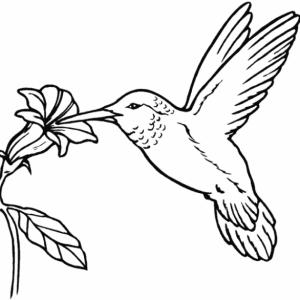 View Photo Ausmalbilder-Kolibri-gratis-1.gif